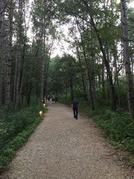 Photo of path through a forest of trees